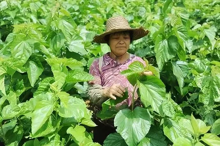 此次培训让马里村村民对桑蚕产业有了全新的认识,坚定了种桑养蚕的