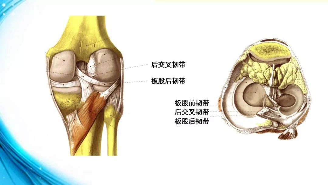 起自外侧半月板的后部,沿后交叉韧带的前方,斜向内上方,止于股骨内侧