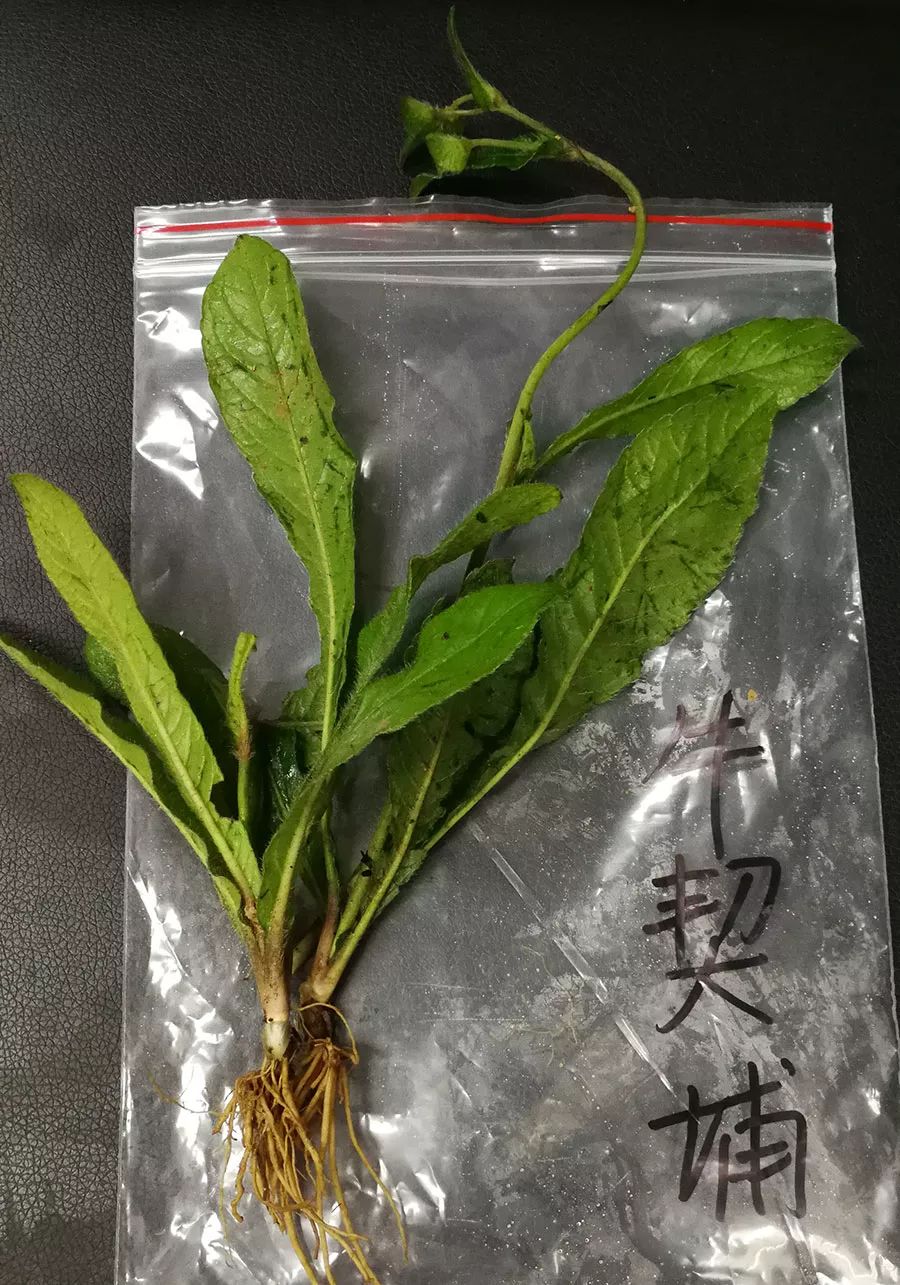 【收藏】最全潮汕地区常见青草药实拍照片及属性对照表(护堤路郭波