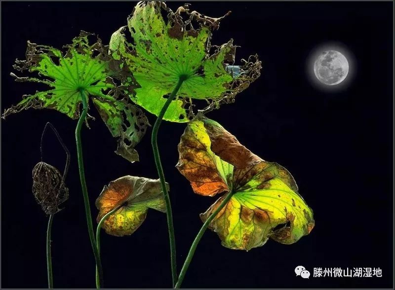 【滕州微山湖湿地】著名花卉摄影家石广智专题讲座要开讲啦!