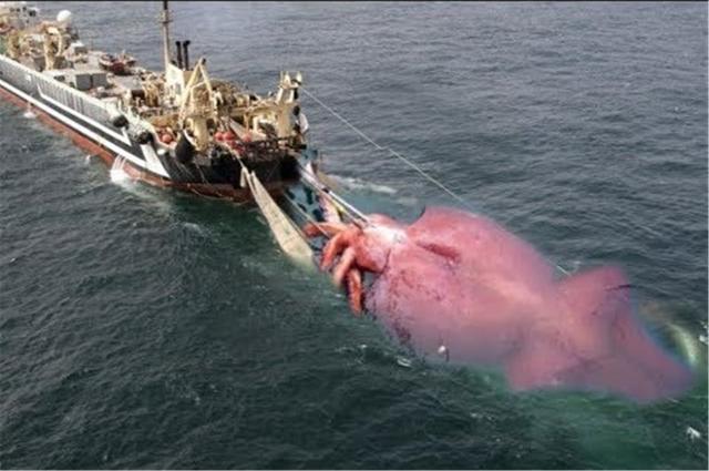 世界上最大的乌贼:寿命450天能长20米长,无视鲸鱼外的