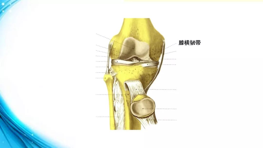 而于关节屈曲时松驰,其作用在于防止股骨向后脱位,胫骨向前脱位