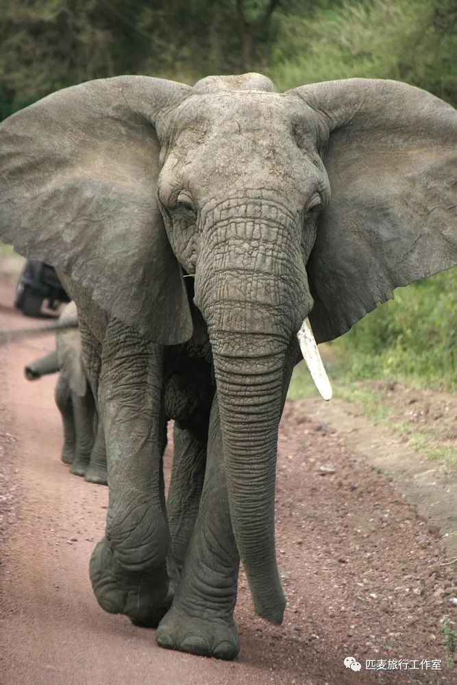 神奇大象会用鼻子挖水旱季大草原全靠它来一起守护非洲象