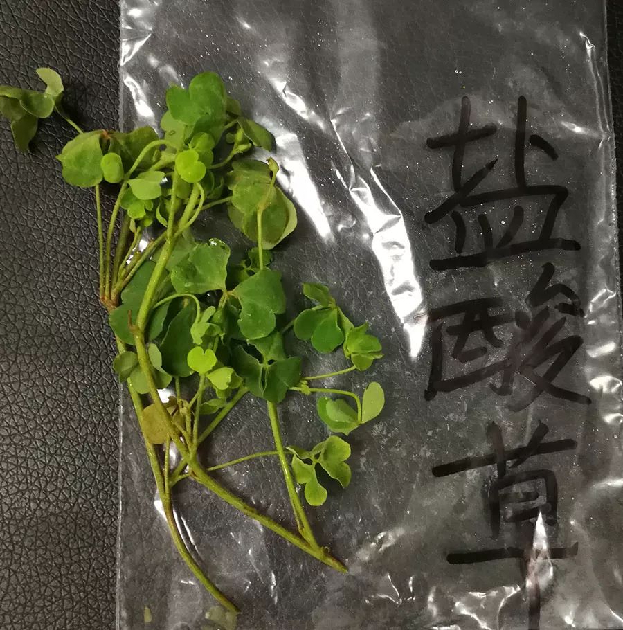 【收藏】最全潮汕地区常见青草药实拍照片及属性对照表(护堤路郭波