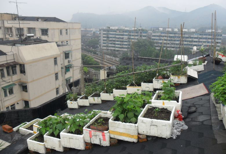 又见“坡顶菜园”，自己种的绿色果蔬，真是美不胜收啊！