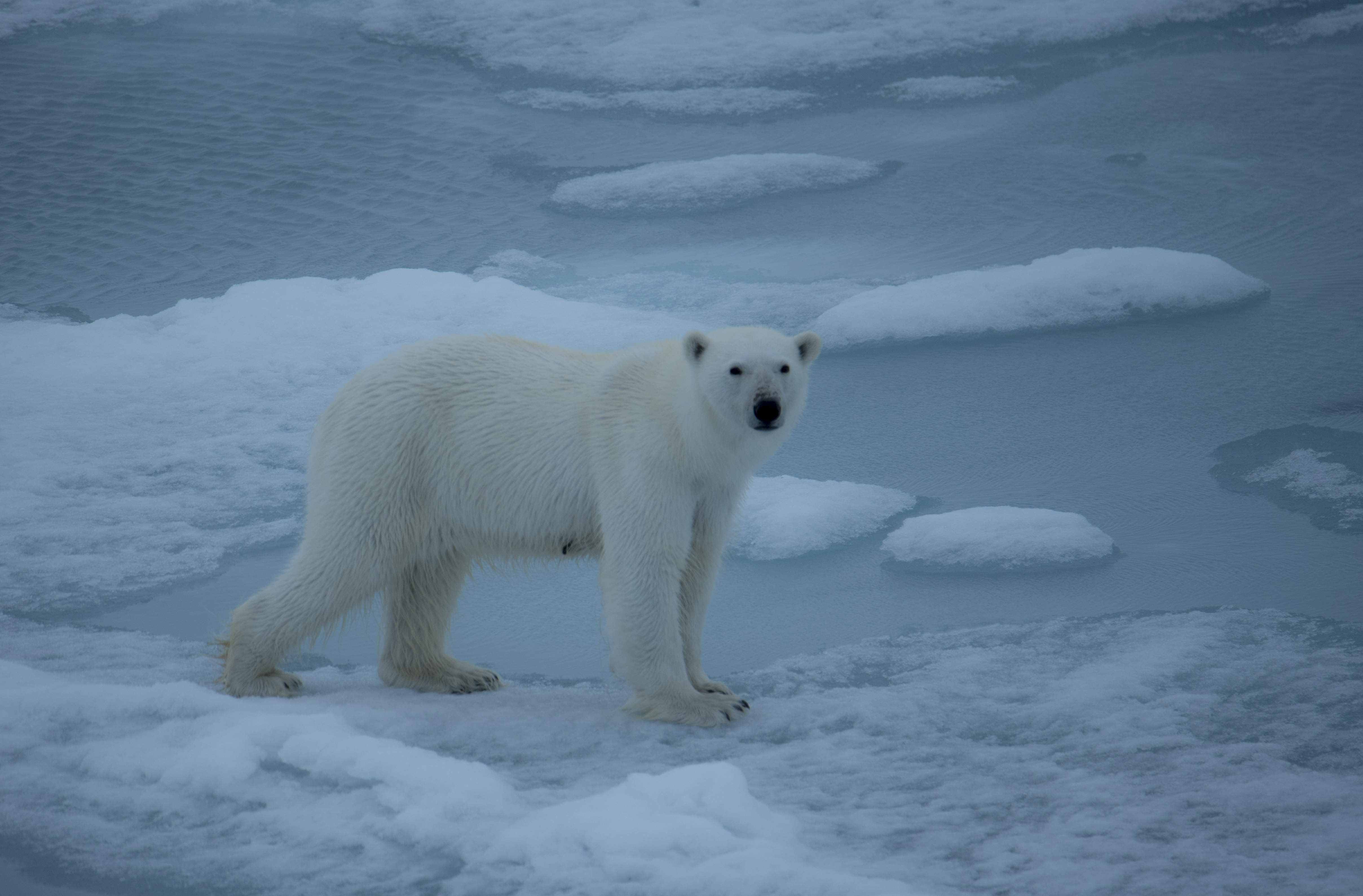 Polar bear watching in Spitsbergen, Svalbard [travel guide for first ...