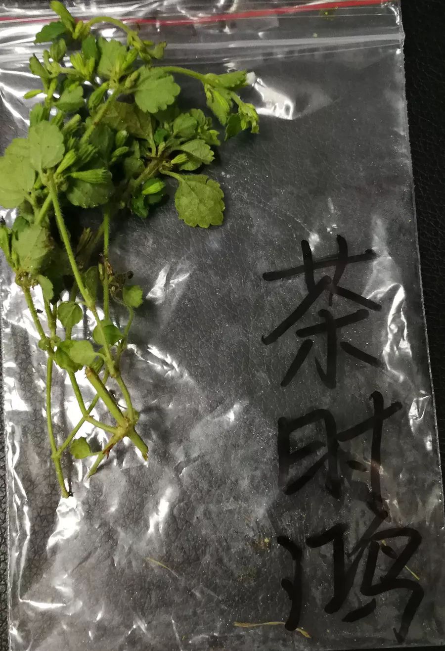 【收藏】最全潮汕地区常见青草药实拍照片及属性对照表(护堤路郭波