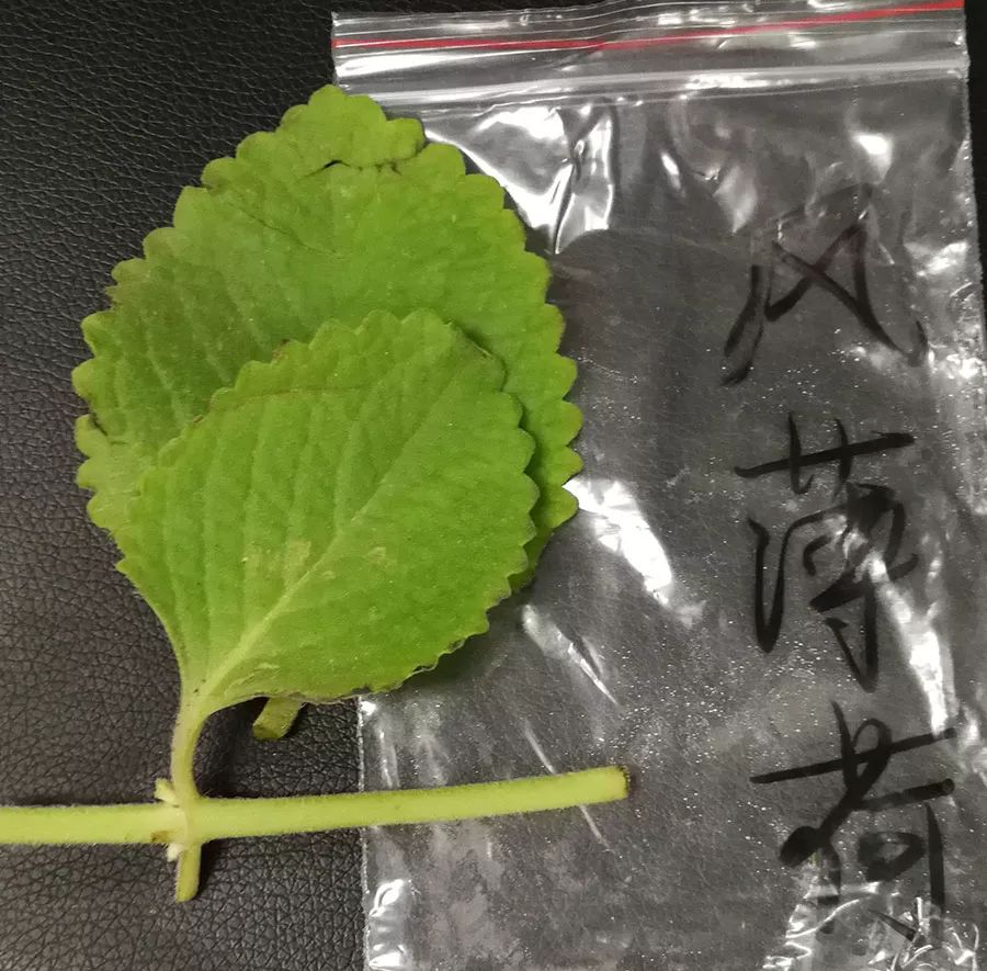 【收藏】最全潮汕地区常见青草药实拍照片及属性对照表(护堤路郭波