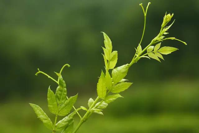 小茶叶大作用恩施来凤藤茶的神奇之处