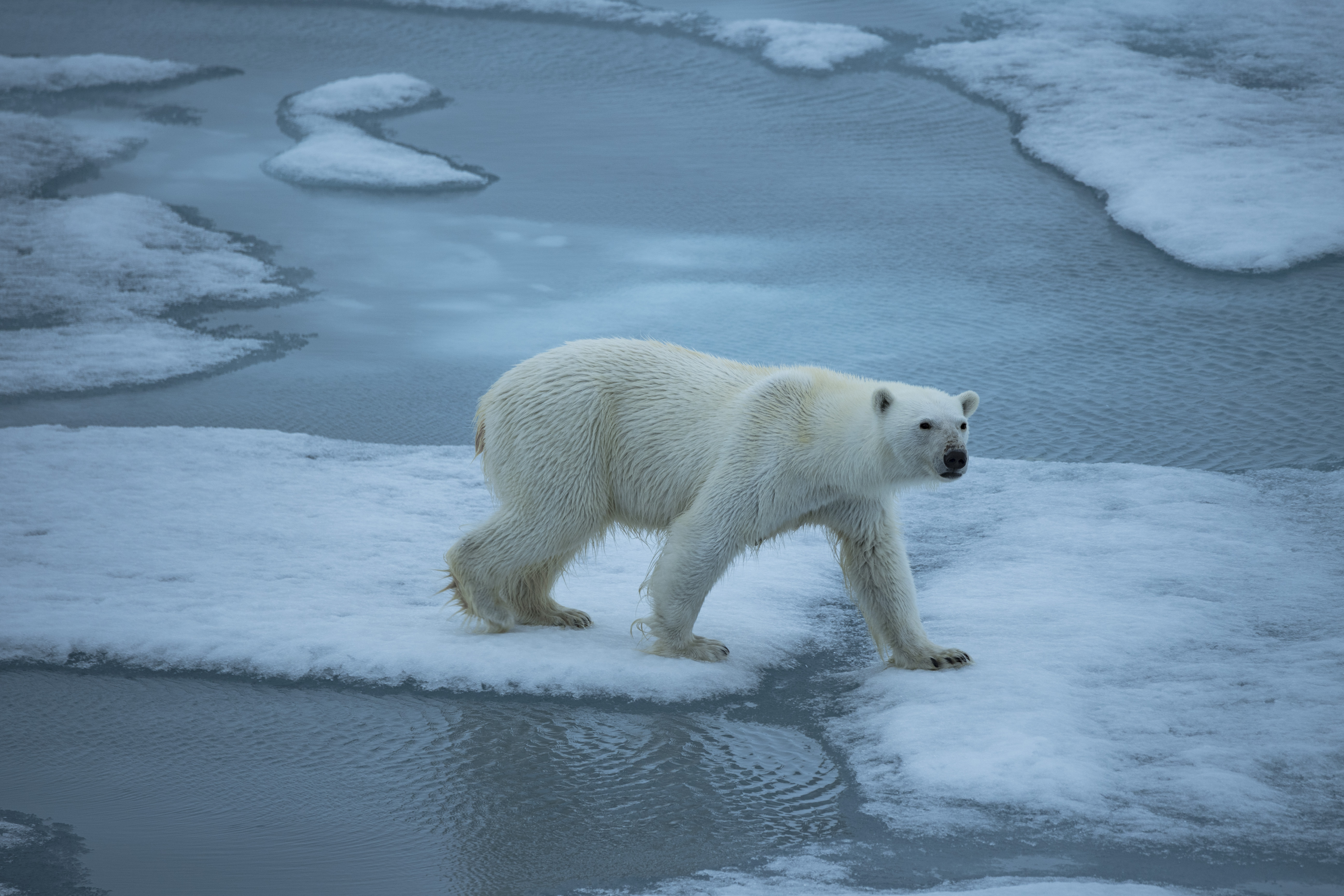 北极圈创纪录32度高温,那些在北极的北极熊现在怎么样了?