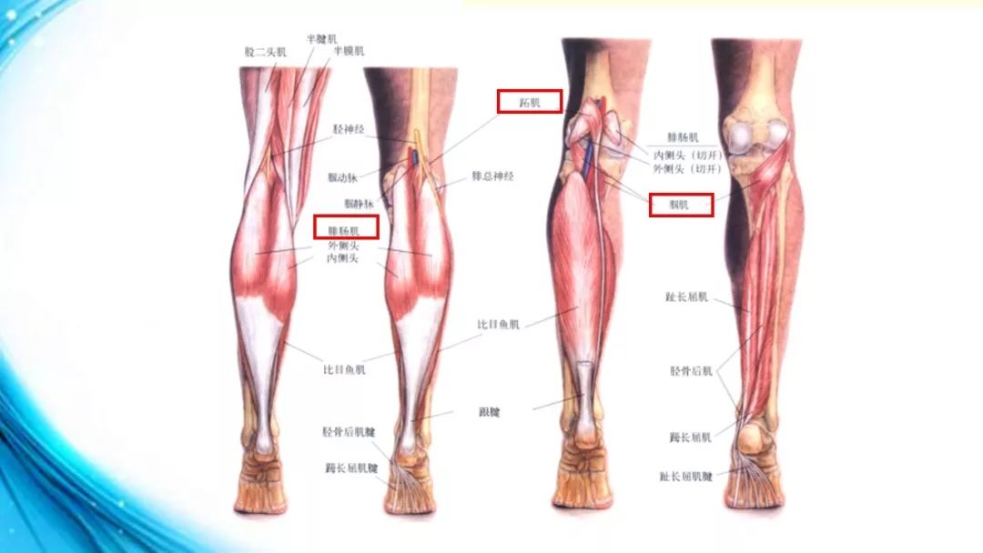 腘窝内有腘动脉和腘静脉,胫神经和腓总神经以及淋巴结.