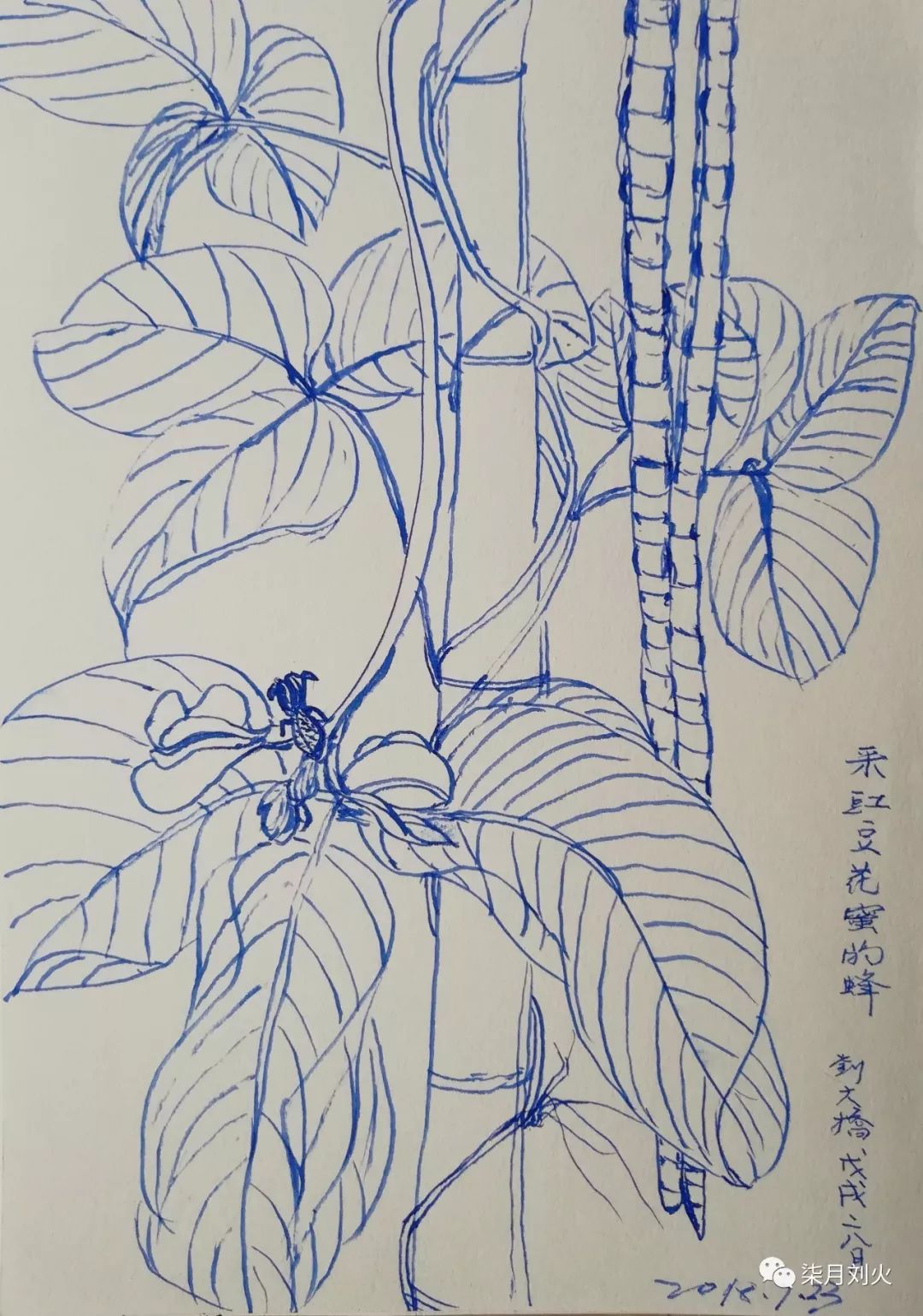 篱笆豆.学名扁豆.一年生缠绕草质藤本,长达6米.