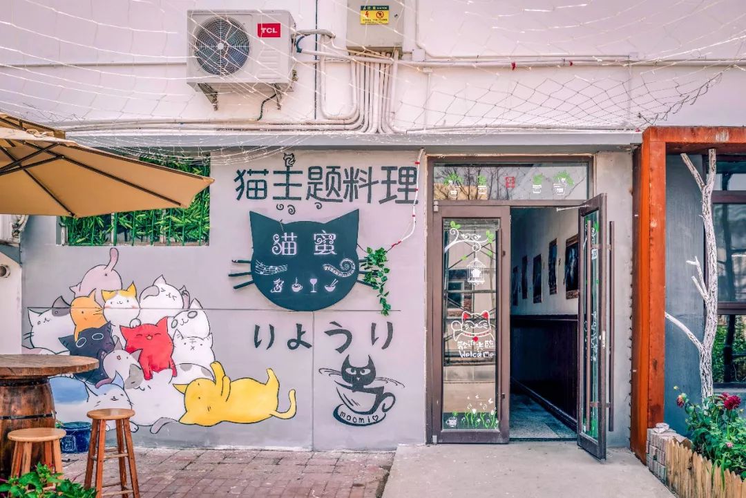 咱小岛也有了自己的"猫店"!快跟着二萌君的脚步一起去撸猫!