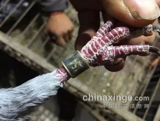 教你识别套环鸽