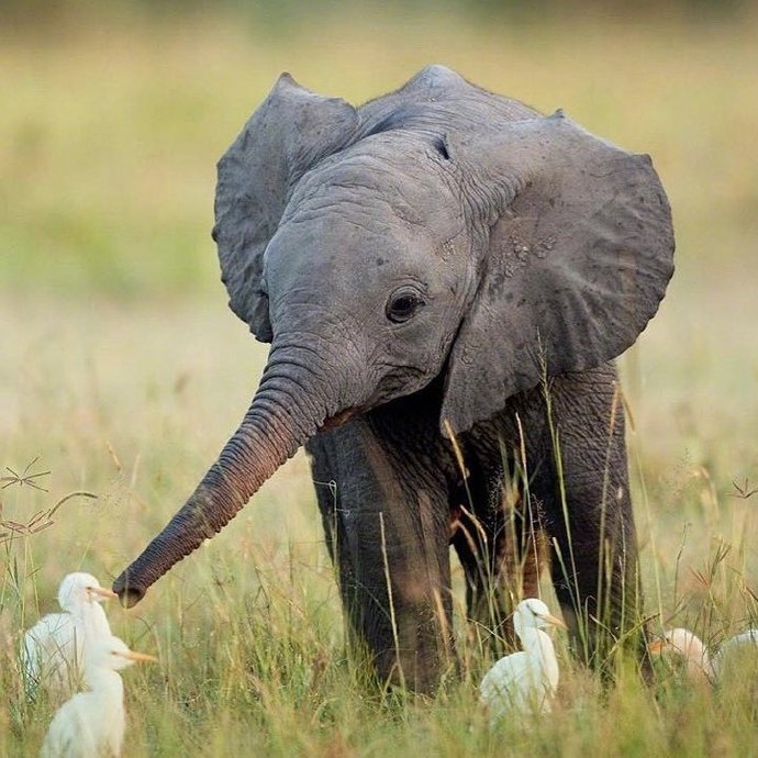 昨天是世界大象日,ins网友们用可爱的小象宝宝照片刷了屏