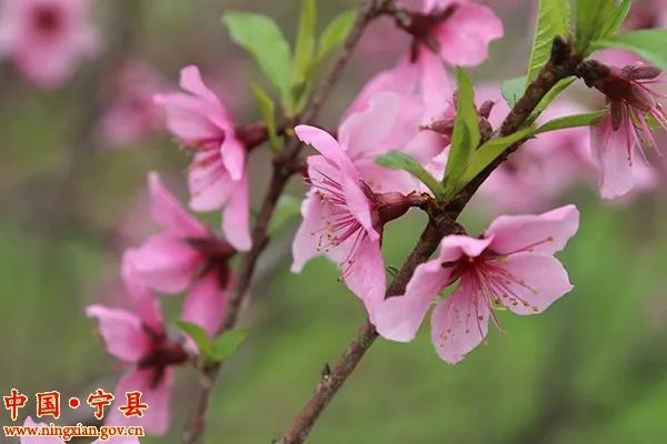 庆阳良平人口_甘肃庆阳图片