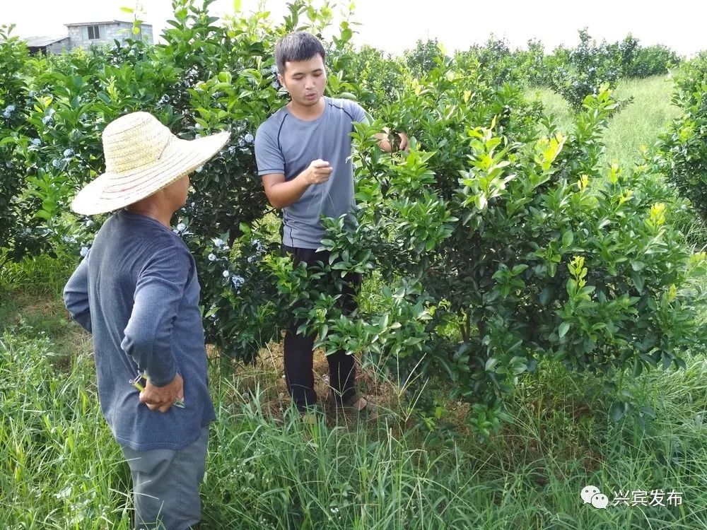 【乡镇】茂谷柑,砂糖橘如何管护?高安乡为果农引技术解难题