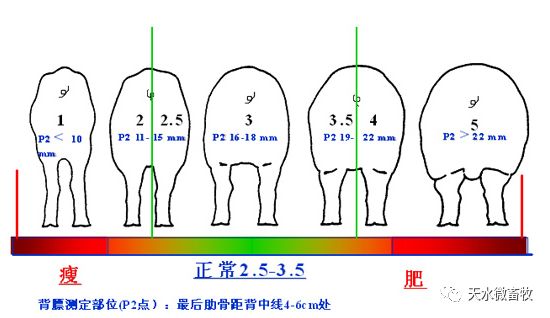 母猪体况评分