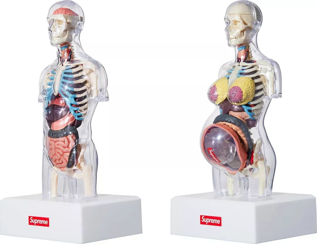 male and female anatomy model