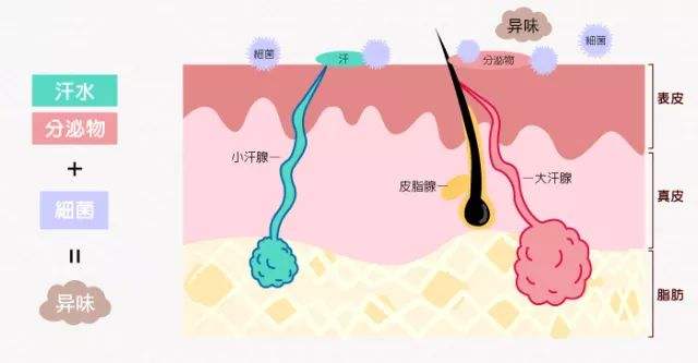 在表现出腋臭症状后,及时有效清除大汗腺,大汗腺并不能再生,自然不会