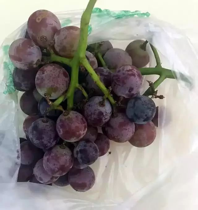 说起葡萄,我们吃葡萄的时候一定要清洗干净,普通的清水洗葡萄跟没洗一