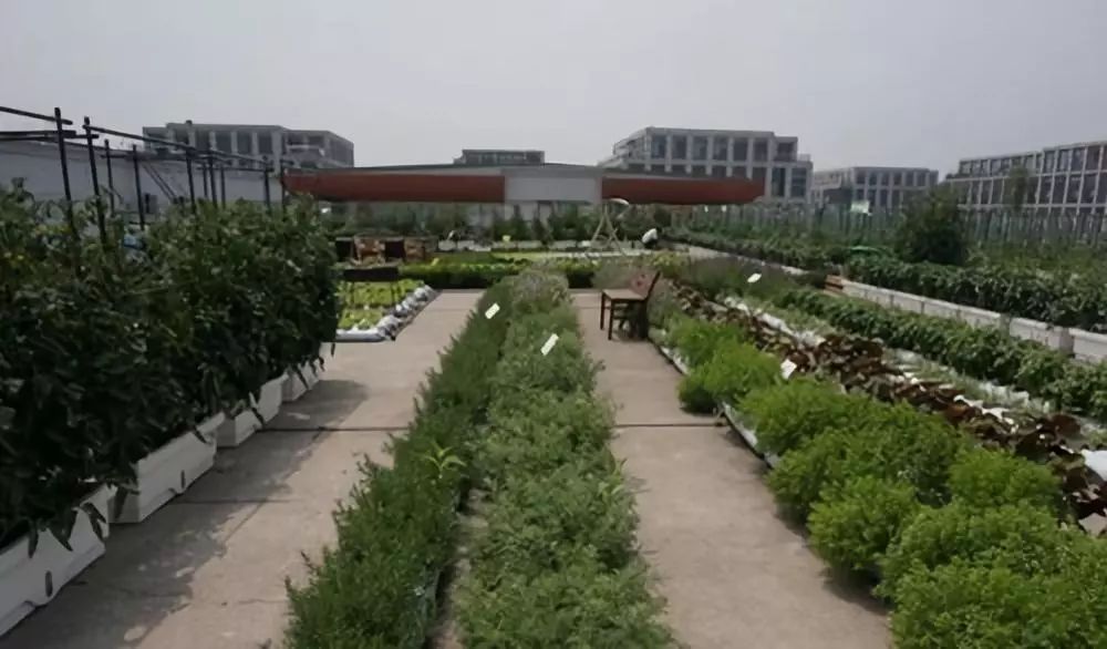 屋顶菜园打造都市农业现实与理想之间的通道