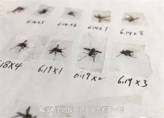 打死的蚊子粘满a4纸,这种奇葩的减压方法你喜不喜欢