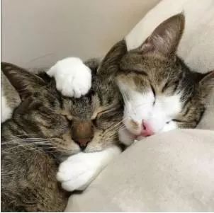 三只猫咪抱在一起睡觉,睡姿太搞怪,主人一见顿时笑喷