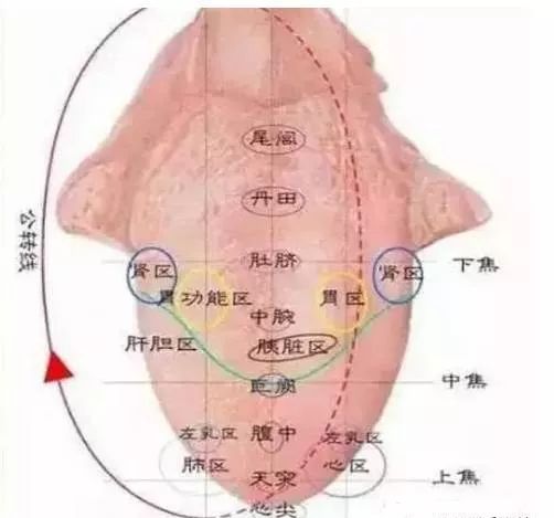 舌诊里的大乾坤