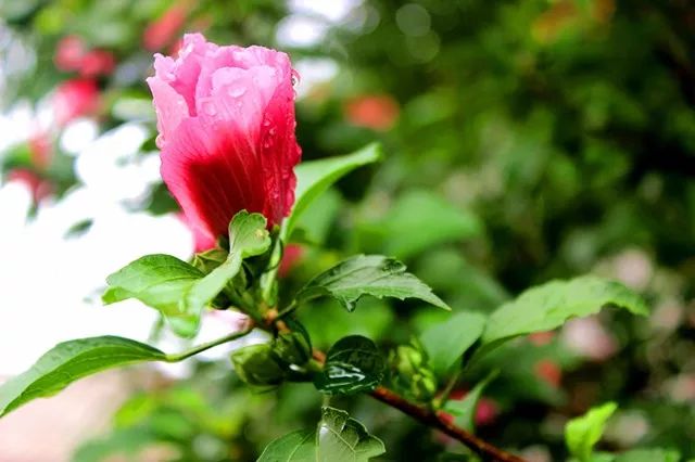 雨·花朵·古城