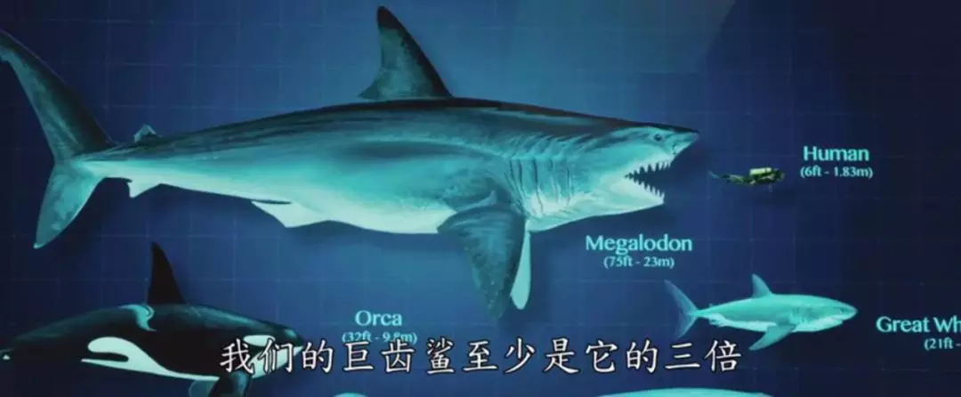 包括关于巨齿鲨的 大小,也是推测的结 ..