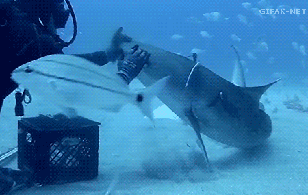 《巨齿鲨》除了鲨鱼,潜水时你还会见到这些罕见生物