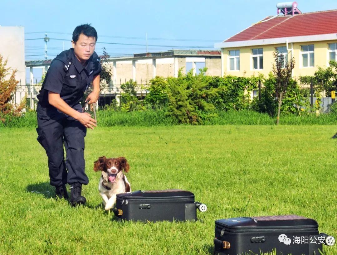 海阳市公安局警犬训练基地现有 警犬训导员5人,警犬8条,包括 史宾格