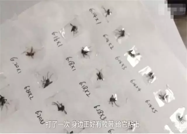 打死的蚊子粘满a4纸,这种奇葩的减压方法你喜不喜欢