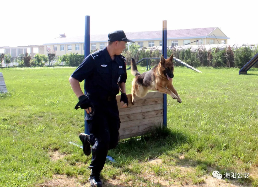 在今年公安部组织的南京市警犬研究培训活动中,海阳公安训导员在缉毒