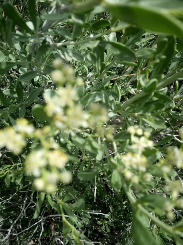 白刺果精深加工,白刺果苗种植可行性报告!