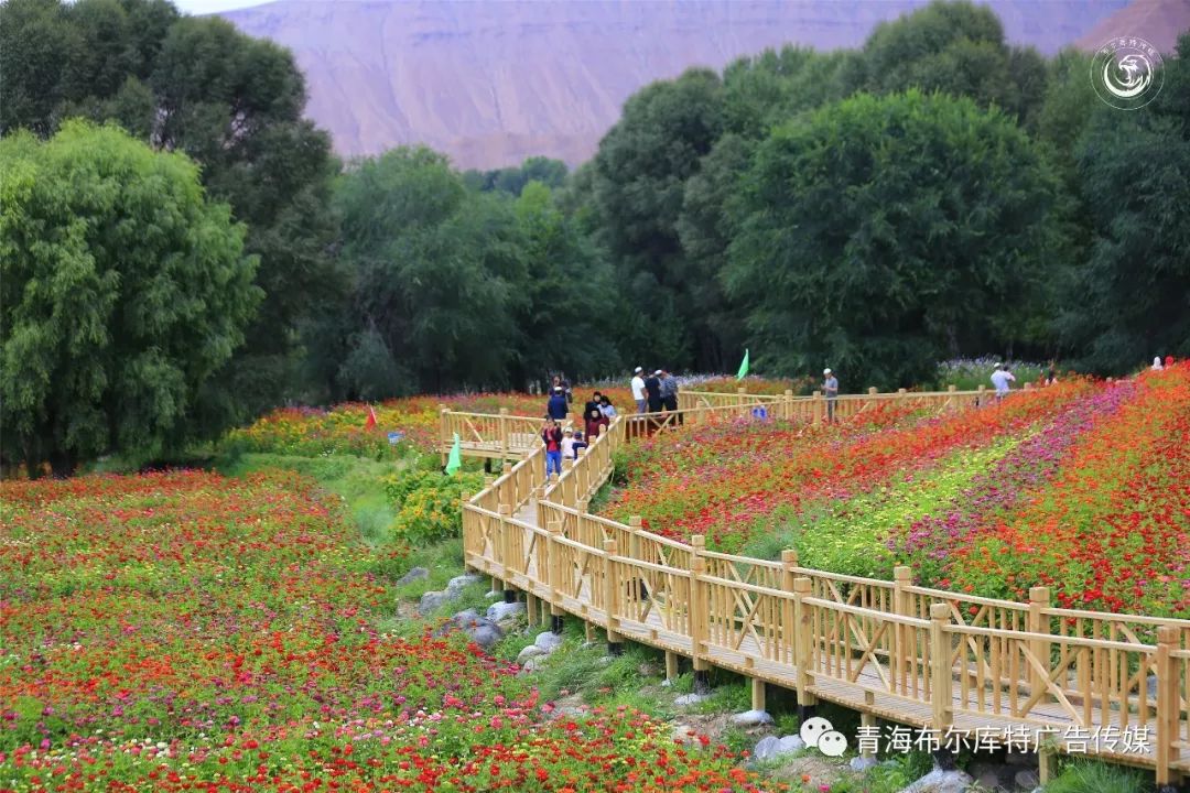 循化县乙日亥村首届花海艺术节掠影