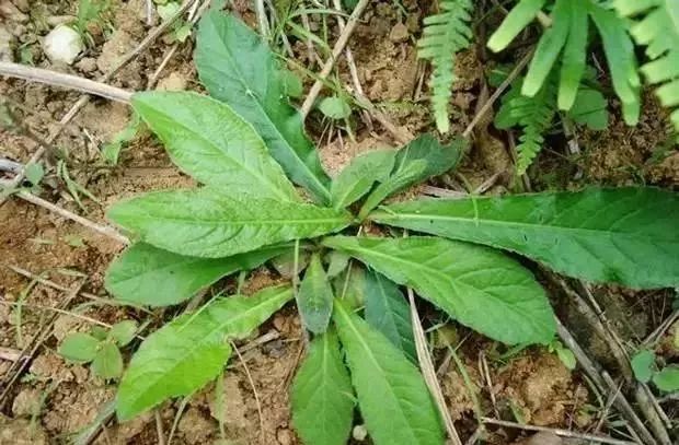 客家话叫地斩头,红花地斩头 具有凉血清热,利水解毒的功效 通过查阅