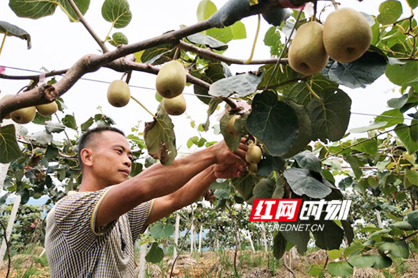 江华:瑶山红心猕猴桃成了"脱贫果"