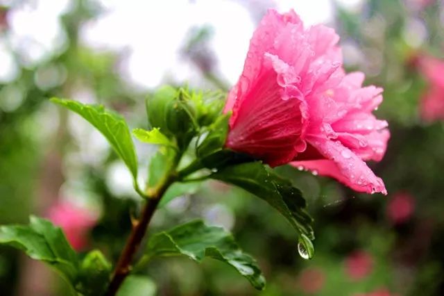 雨·花朵·古城