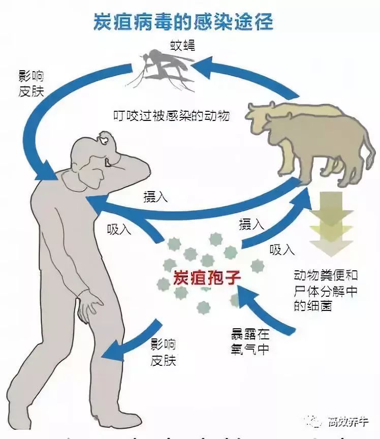 通报: 内蒙通辽疑似牛炭疽病8人感染,发病牛死亡9头!