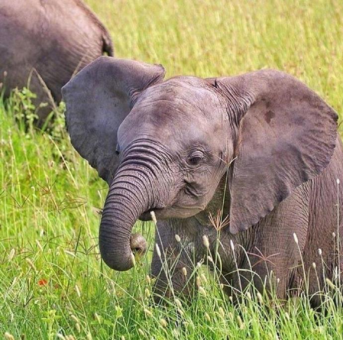 昨天是世界大象日,网友们用可爱的小象宝宝照片刷了屏