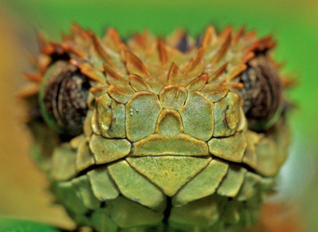 头部及背部有尖刺 在受到威胁时起防御作用 一种色彩缤纷的甲壳类动物
