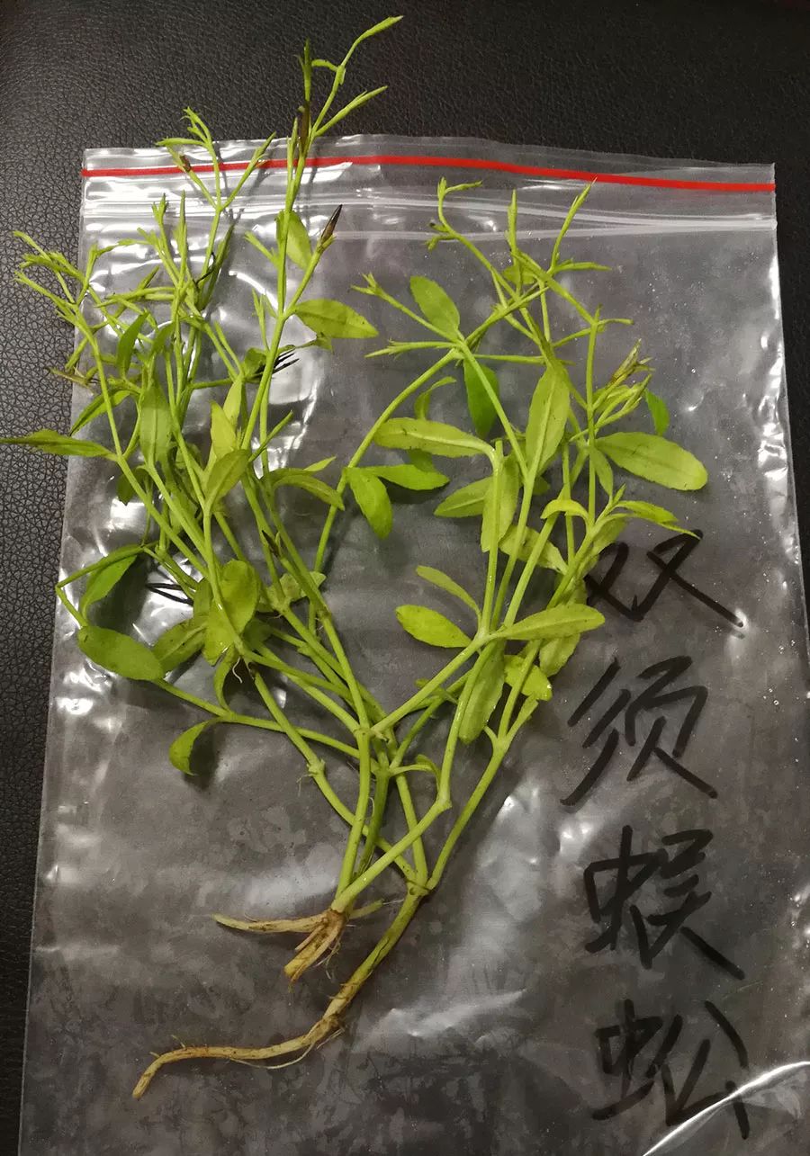 潮汕地区常见青草药实拍及属性(护堤路郭波青草提供)