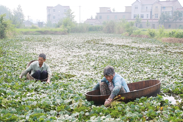 桥联村采菱角据了解,桥联村种植菱角历史悠久,是远近闻名的"菱角村.