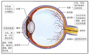 【知 辣眼睛是什么意思?_角膜