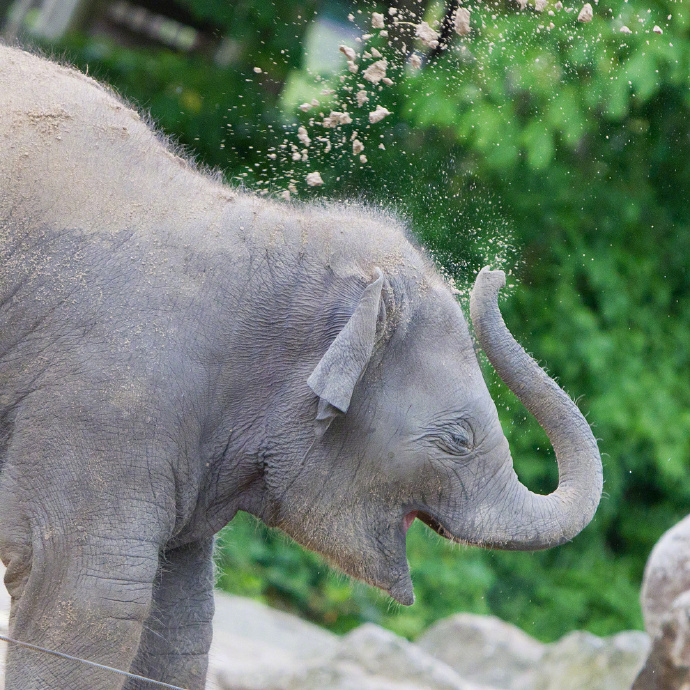 昨天是世界大象日,ins网友们用可爱的小象宝宝照片刷了屏
