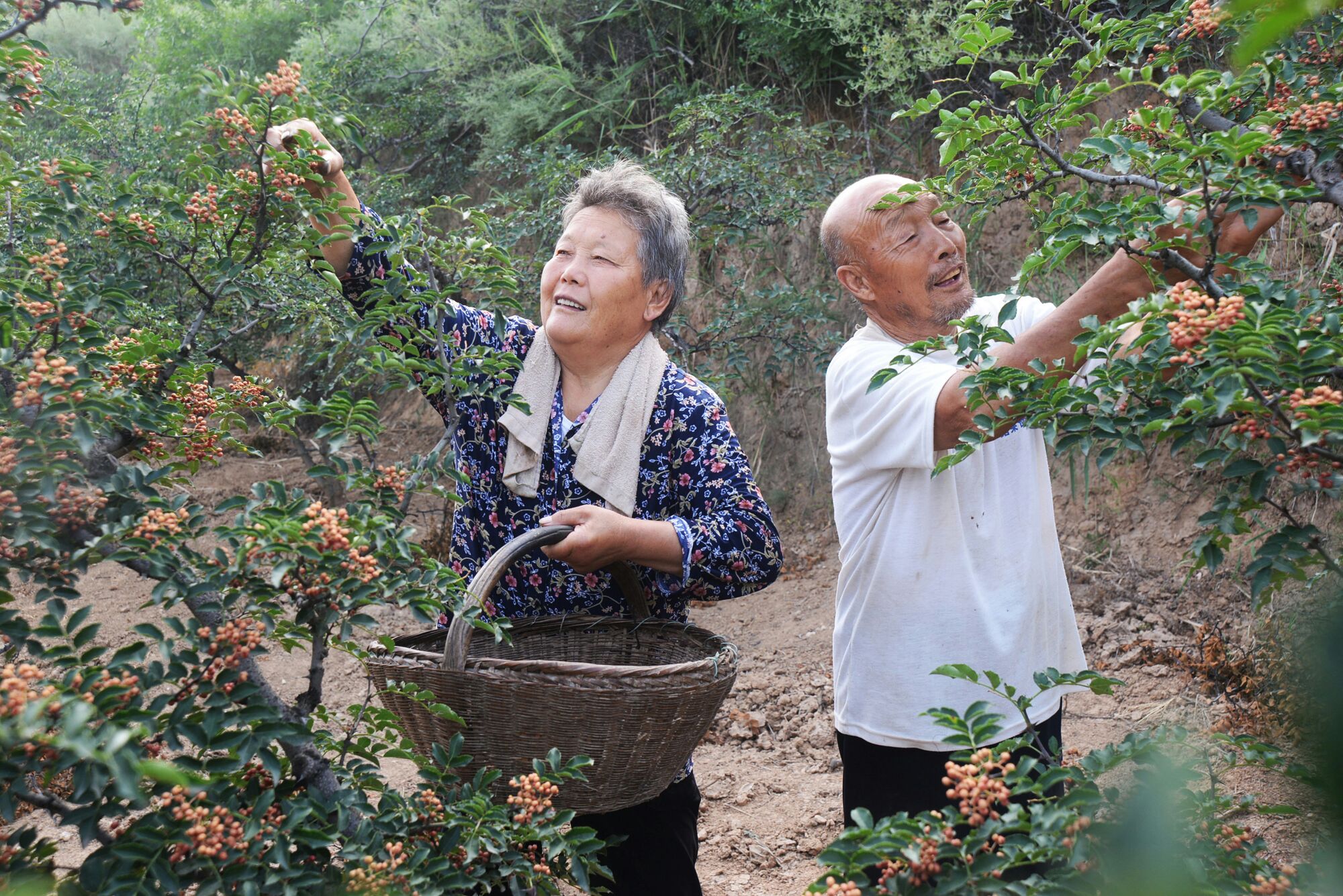 高庙乡小安村的花椒种植大户李小蛋今年种植的花椒纯收入达到2万多元.