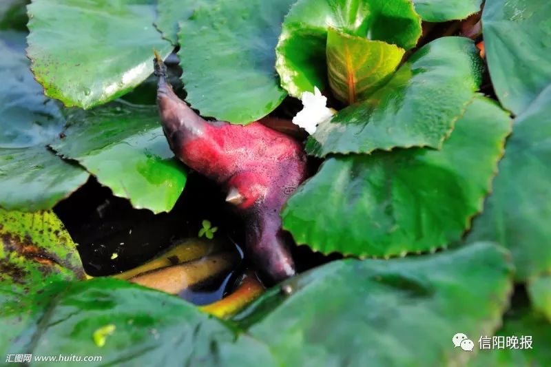 菱角是江南水生植物,果实成元宝形,生于水乡泽国之中.