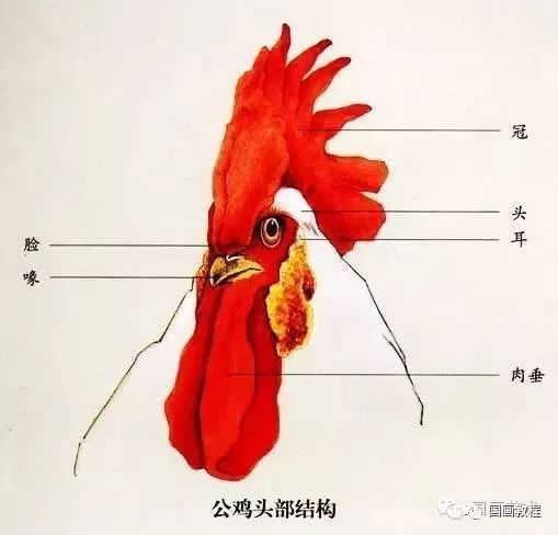 公鸡的头部结构>母鸡的体形结构>公鸡的体形结构